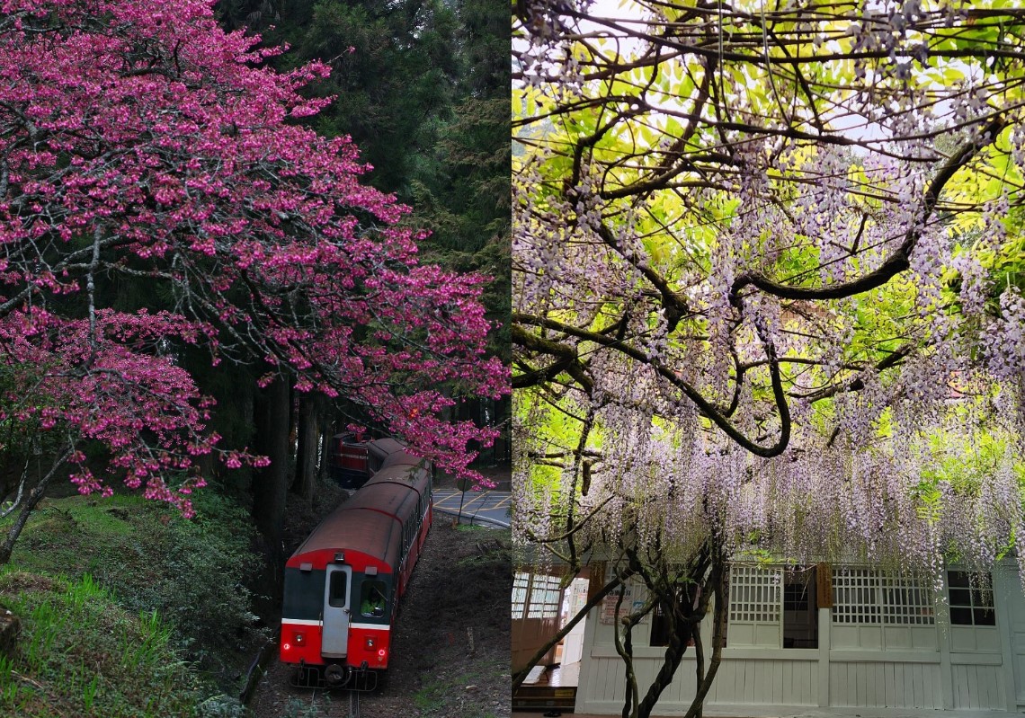 除了櫻花外，春天阿里山也有紫藤花，盛開成一片浪漫的紫藤瀑布，3至4月還可以看見杜鵑花、一葉蘭、垂絲海棠。（圖／阿里山國家森林遊樂區臉書）