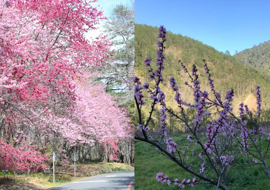 每年春天武陵農場總是吸引許多民眾前往，各種不同品種櫻花，也讓這裡成為賞櫻愛好者的勝地。（圖／武陵農場臉書）