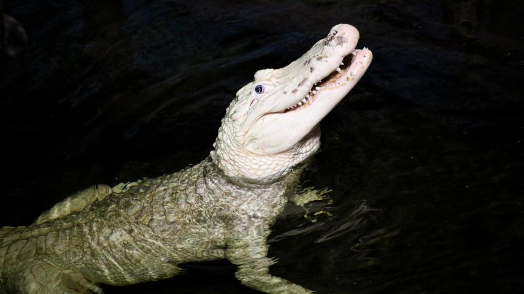 美國內布拉斯加州一家動物園，日前從短吻鱷腸胃內，取出多達70枚遊客投擲的硬幣。（圖／翻攝自亨利多立動物園粉專）