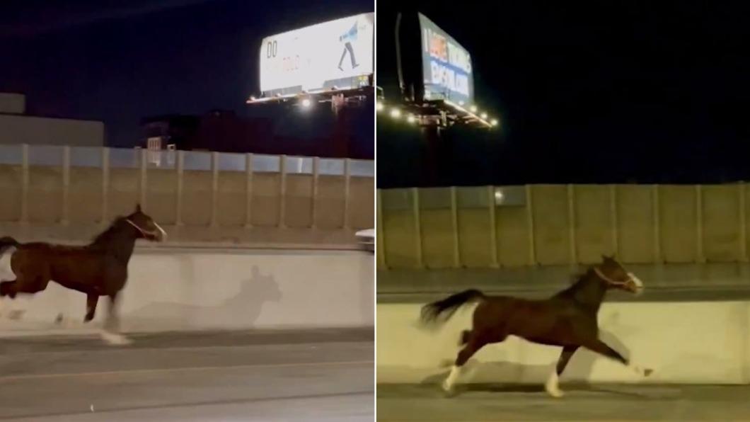 美國費城的高速公路驚見1匹馬狂奔。（圖／翻攝自X@nypost）