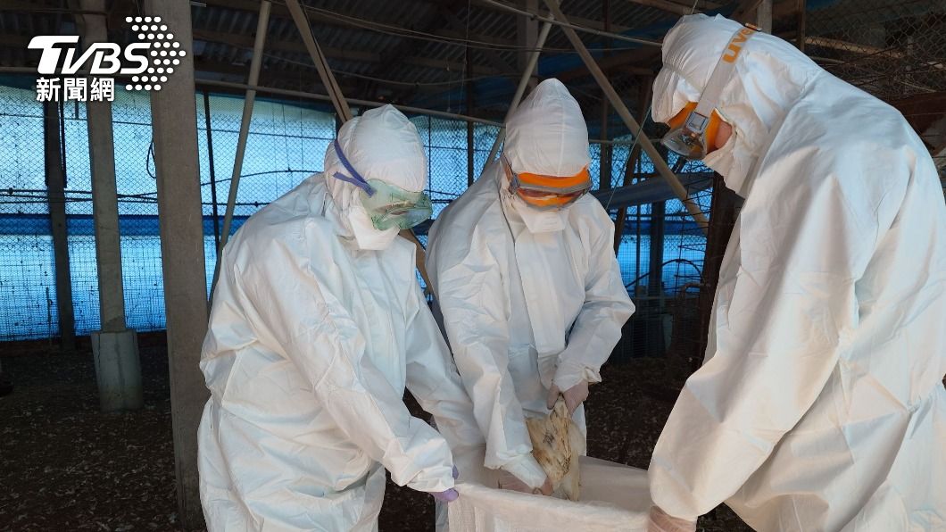 Tainan farm hit by H5N1 outbreak, over 10K chickens culled (TVBS News) Tainan farm hit by H5N1 outbreak, over 10K chickens culled