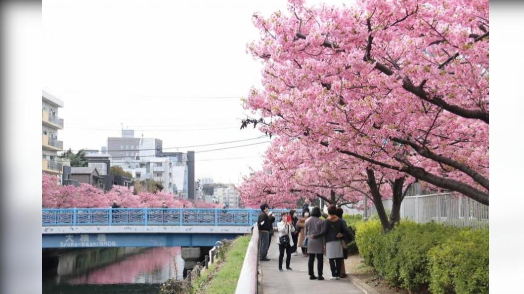 大横川沿岸約有80株河津櫻，花期維持到3月中旬。（圖/ 東京都江東區 提供）