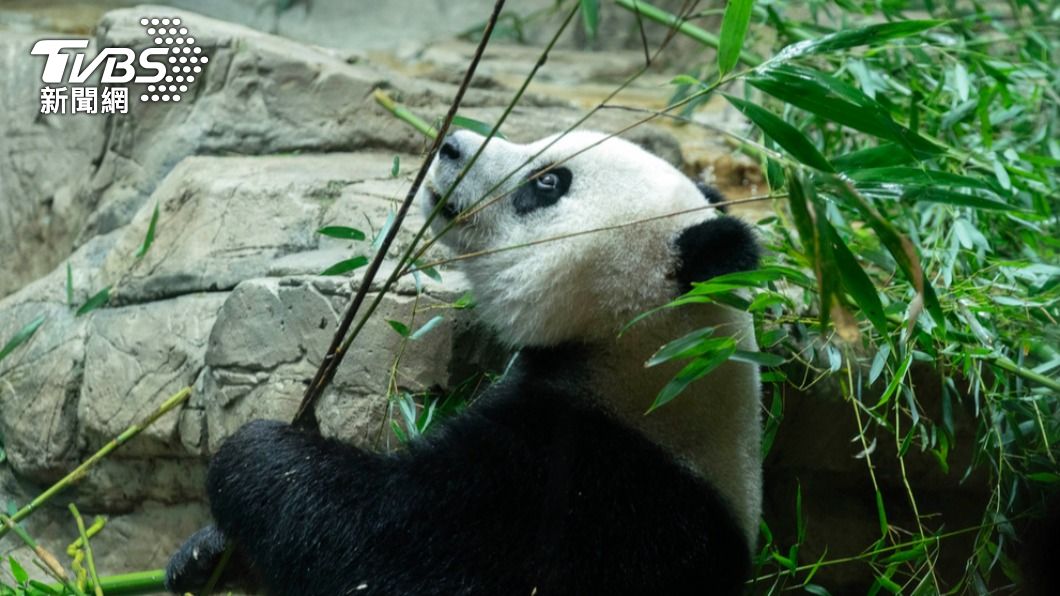 華盛頓國家動物園裡的旅美大貓熊美香。美香目前已經回到中國。（圖／達志影像美聯社）