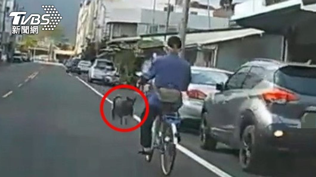 黑狗試圖攻擊騎腳踏車的老翁。（圖／TVBS）