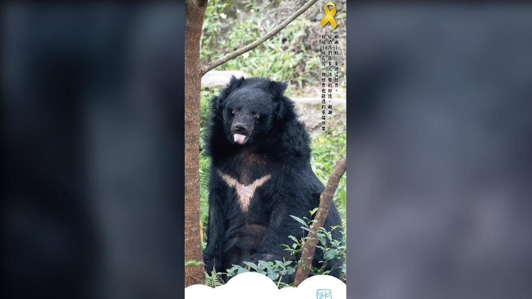 動物園34歲黑熊爺爺離世。（圖／翻攝臺北市立動物園）