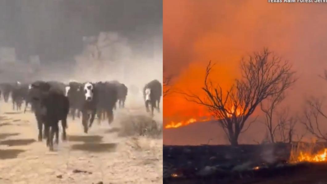 美國德州（Texas）狹長帶（Panhandle）野火狂燒，牛隻拼命奔逃。（圖／翻攝自 X）
