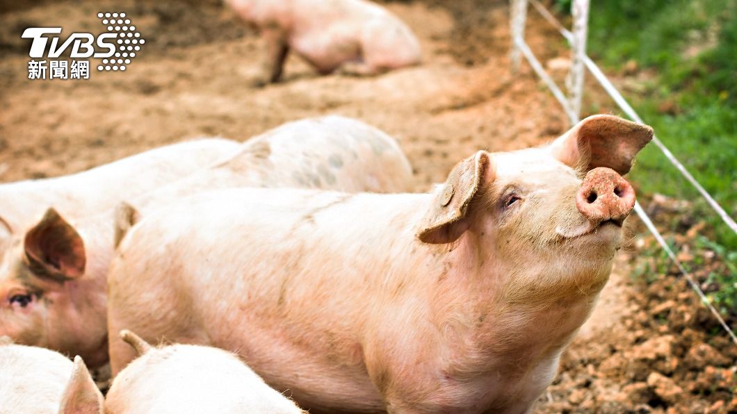 專家指出豬肉一部位最髒。（示意圖／shutterstock達志影像）