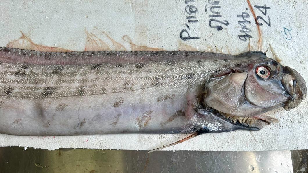 近期發現的2條皇帶魚殘骸，皆已被送至泰國科博館保存、研究。（圖／翻攝自「NSM Thailand」臉書）