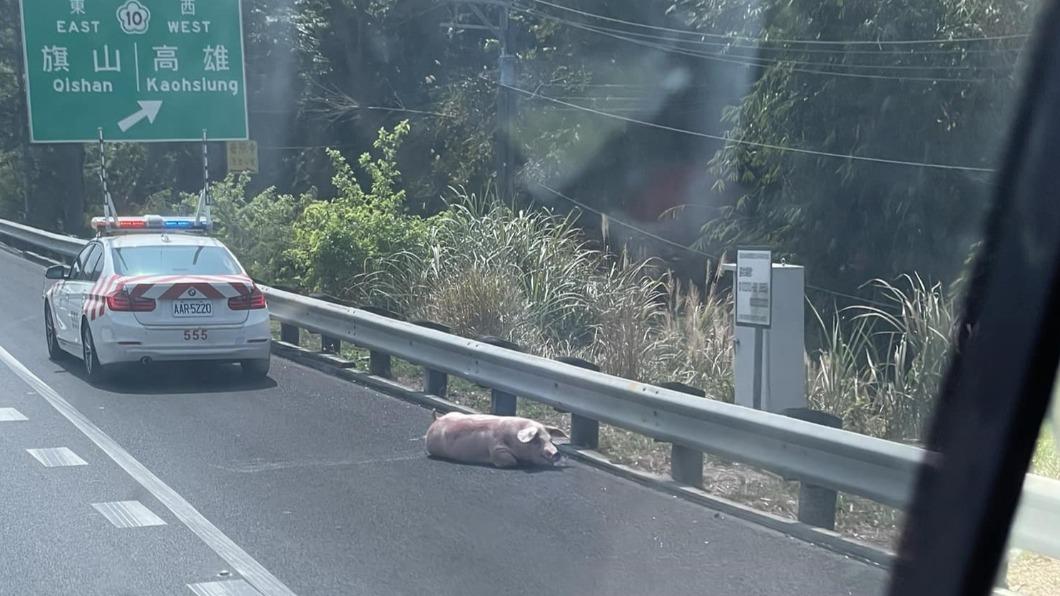有民眾拍下國道上有掉落豬隻。（圖／翻攝自臉書路上觀察學院）