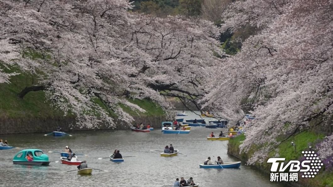日本氣象協會今天公布，東京櫻花可能會在3月19日開花、3月25日盛開。（圖／中央社）