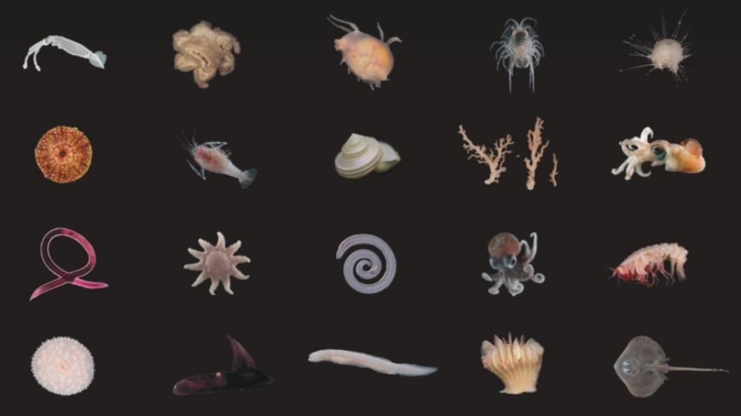 賞金槽（Bounty Trough）發現至少100個全新物種。（圖／翻攝自Ocean Census）