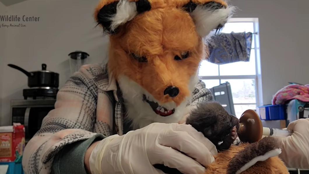 野生動物收容中心人員「戴狐媽頭套」照顧小狐。（圖／翻攝自 FB）