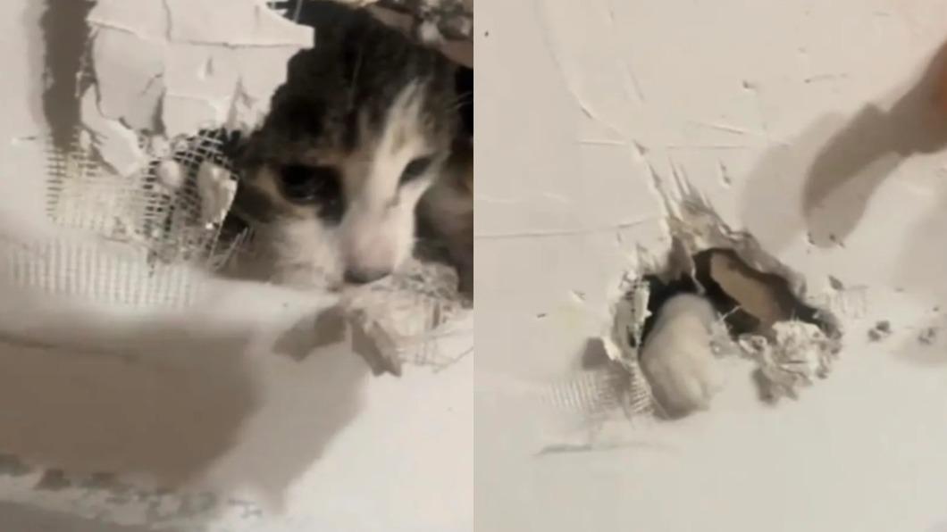 網友的愛貓被承包商封進牆裡。（圖／翻攝自TikTok@myworld.wejustliveinit）