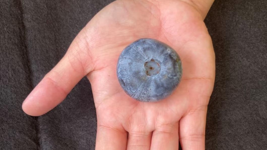 澳洲農場種出打破金氏世界紀錄的藍莓。（圖／翻攝自Costa Berries）