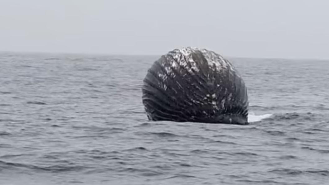 北極圈海域鯨屍脹成「巨型黑球」。（圖／翻攝自《每日郵報》）