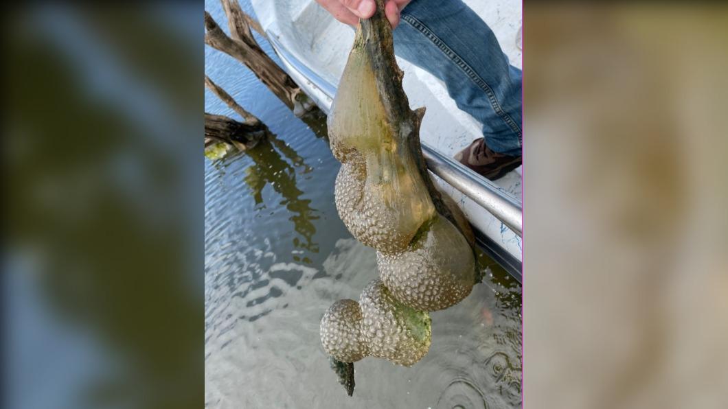 奧克拉荷馬州的麥基溪水庫撈出一串「外星異形蛋」。（圖／翻攝自ODWC臉書）