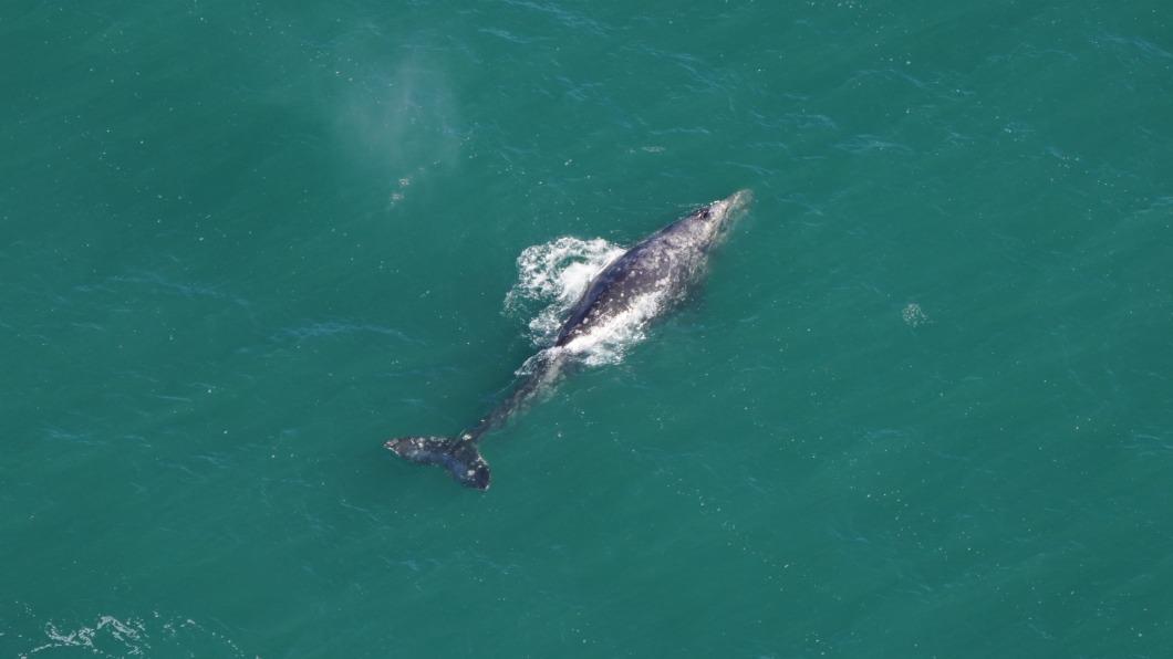 研究人員拍攝到在大西洋絕跡2百年的灰鯨，認為是因為氣候暖化導致。（翻攝X@NEAQ）