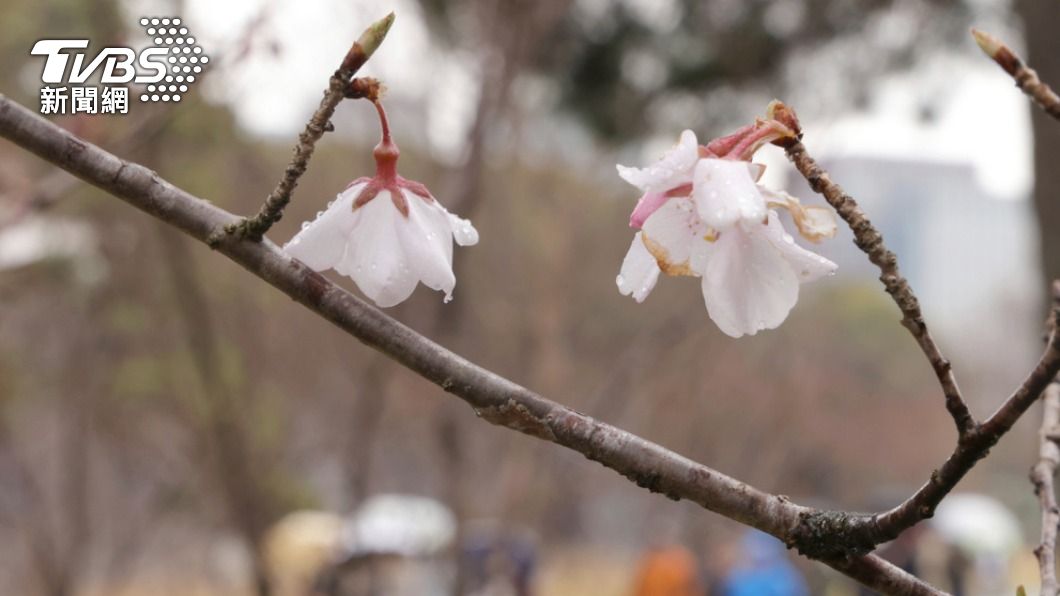 日本即將進入櫻花季。（圖／達志影像美聯社）