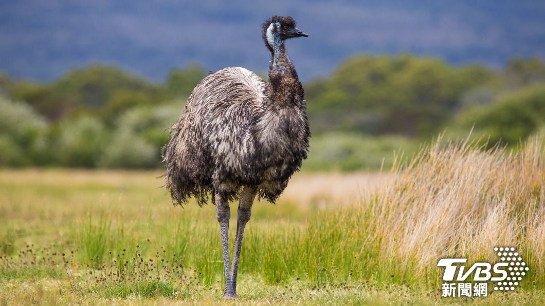 鴯鶓外表與鴕鳥相似，是澳洲的特有物種，又稱澳洲鴕鳥。（示意圖，非此案鴯鶓／shutterstock達志影像）