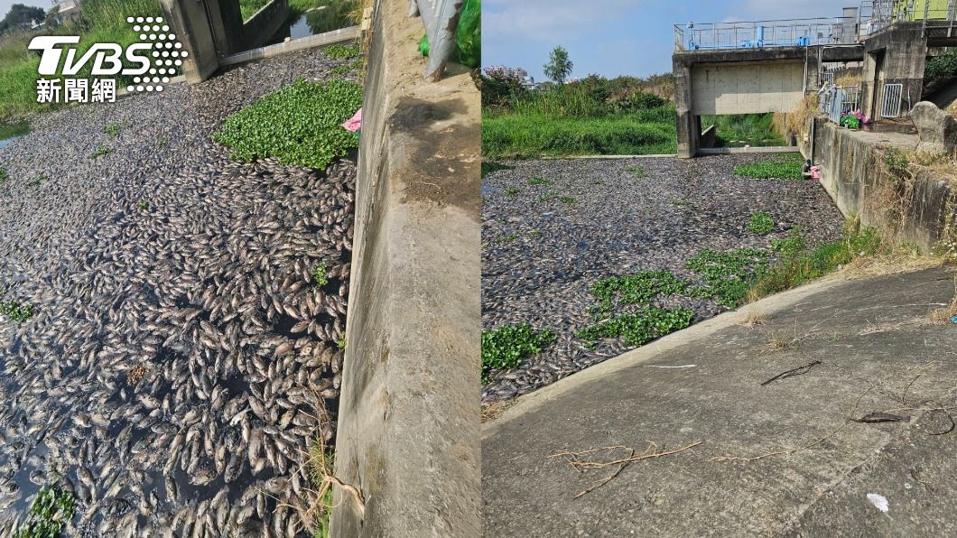 台中市大里區頭汴坑溪今日出現魚群暴斃事件。（圖／江和樹提供）