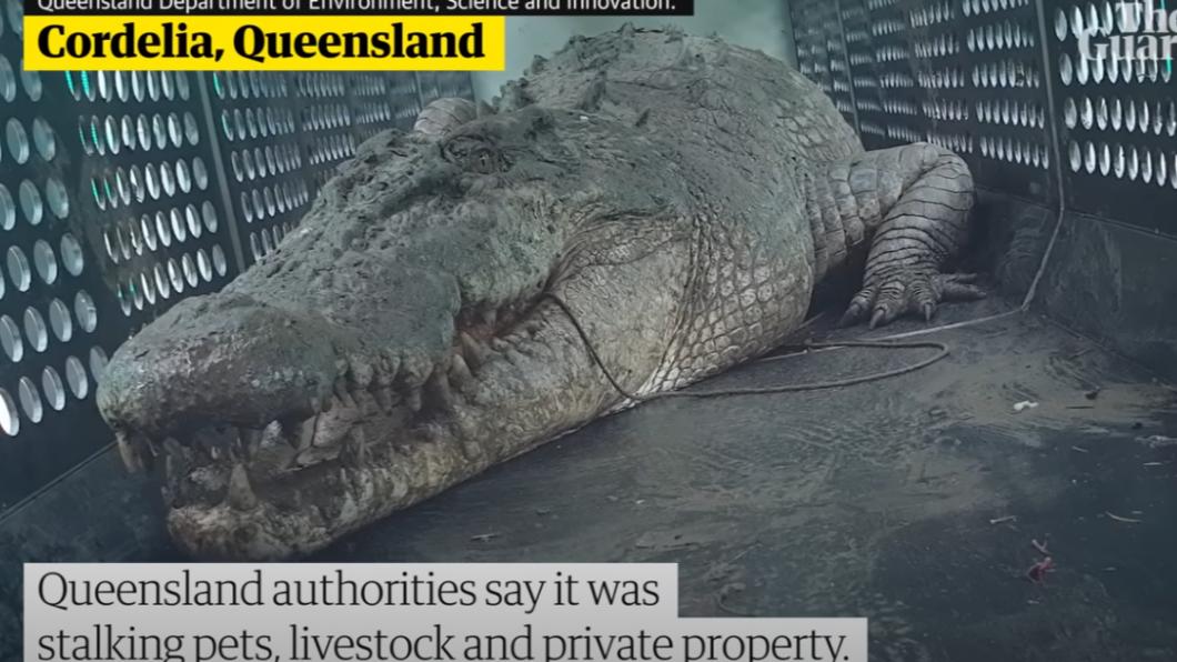 澳洲昆士蘭日前在其北部河流沿岸，捕獲一隻身長3.9公尺的巨鱷。（圖／翻攝自衛報新聞影片）