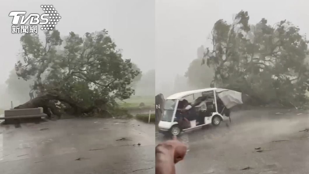 淡水一處高爾夫球場老樹遭強風吹倒。（圖／TVBS）