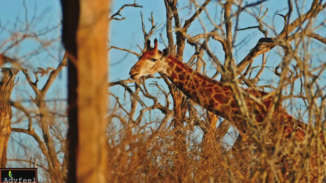 史瓦帝尼充滿長頸鹿等野生動物，對於輸出他國均有嚴格的規定。（圖／翻攝自史瓦帝動物園Big Game Park臉書）