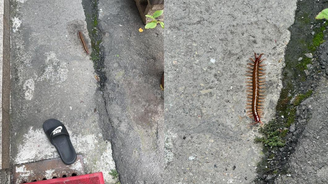 原PO在大地震後看見巨型蜈蚣，體長甚至與一雙23.5公分的拖鞋相差不遠。（圖／翻攝自「路上觀察學院」臉書）