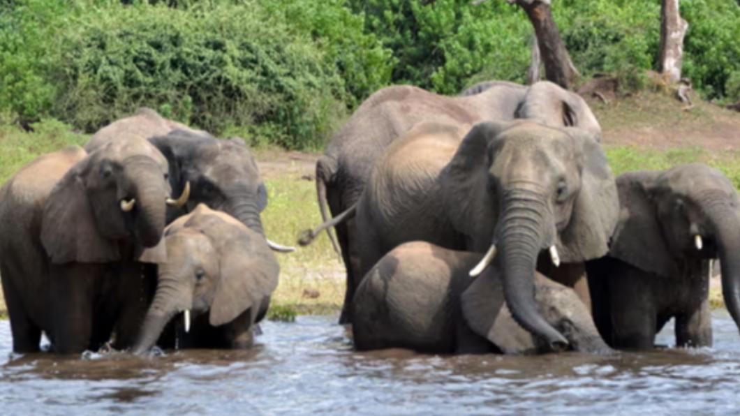 波札那擁有世界上約1/3的大象，總數超過13萬頭。（圖／翻攝自《衛報》）
