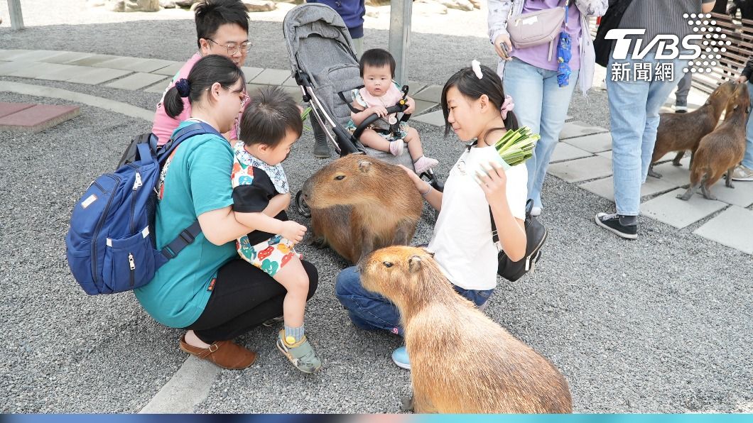 與可愛動物近距離互動 是兒童節熱門親子活動(圖/鹿爺爺農場)