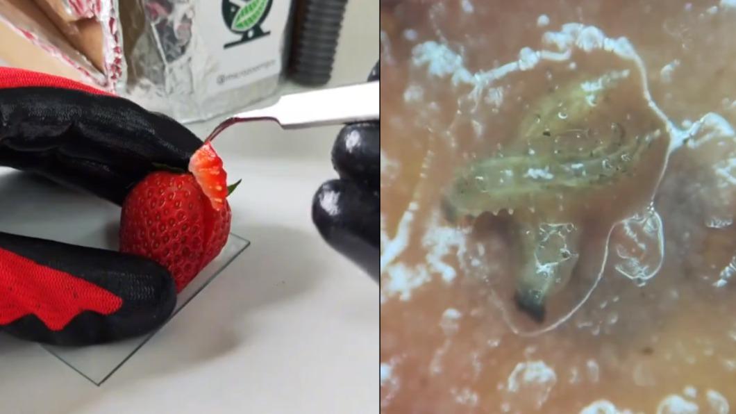 網友拍攝用顯微鏡觀察草莓的影片。（圖／翻攝自X@FredDiBiase247）