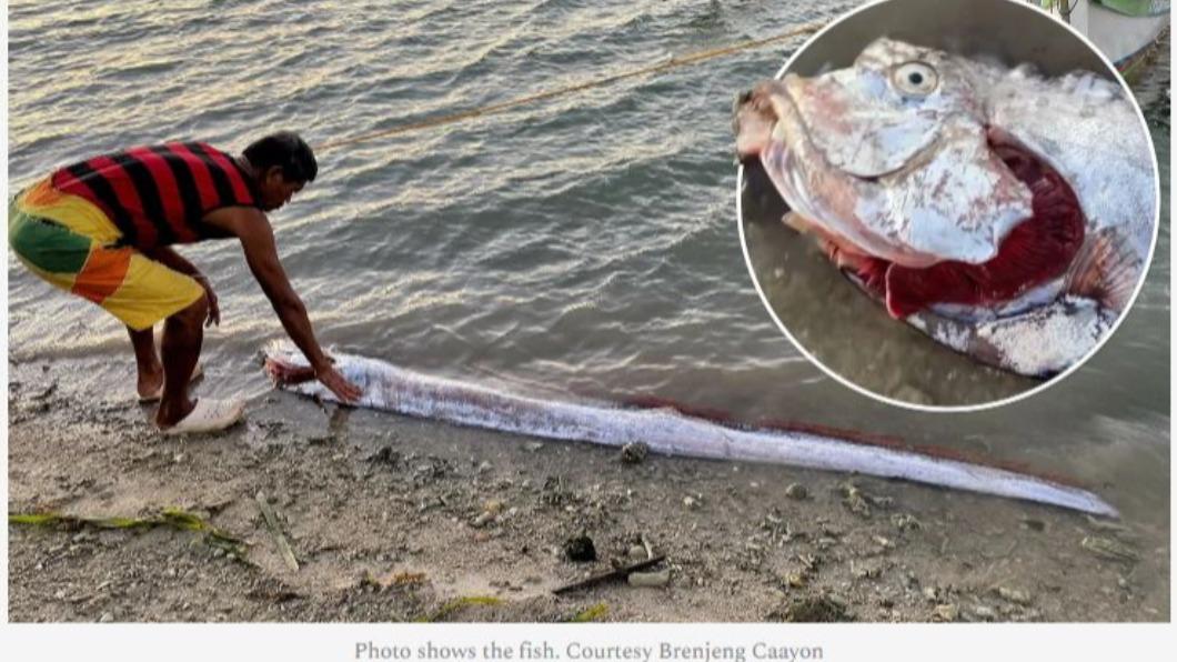 菲律賓有漁民在花蓮地震前30小時左右，捕獲一條1.5公尺長的皇帶魚。（圖／翻攝自《Pen News》）
