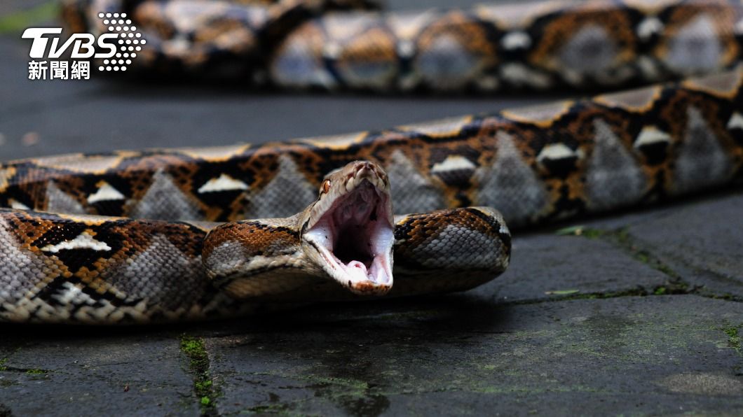 南非一名老婦人在家中撞見一條長近5公尺的蟒蛇。（示意圖／Shutterstock達志影像）