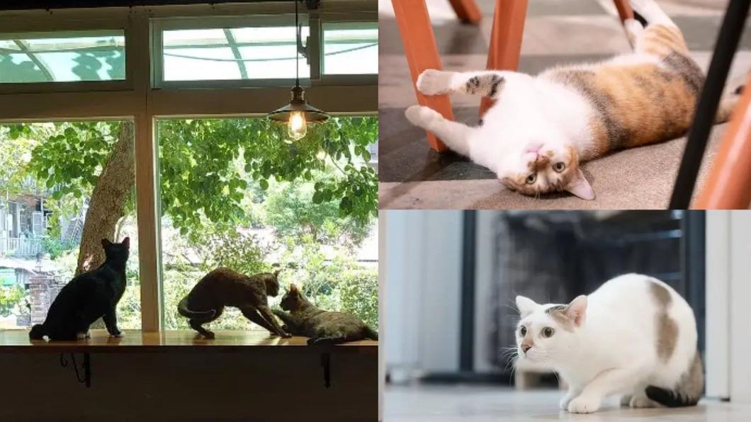 貓咪咖啡廳提供動物一個開放並能與顧客互動的舒適空間。(圖／翻攝自貓食光、咖啡部、浪浪別哭臉書）