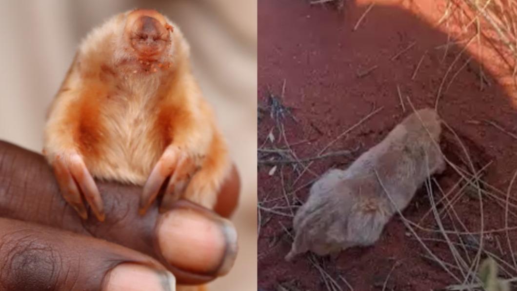 「北方有袋鼴鼠」（northern marsupial mole）是澳洲最神秘生物之一。（圖／翻攝自《澳洲新聞網》）