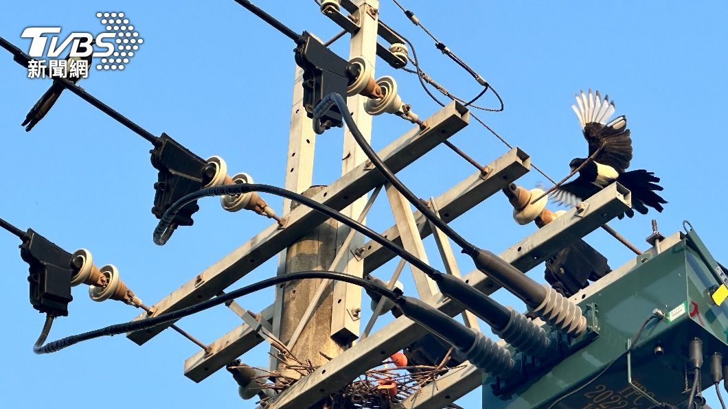 台電高雄區處在彌陀區的某支電線桿上，發現正在築巢的喜鵲夫婦。（圖／TVBS）