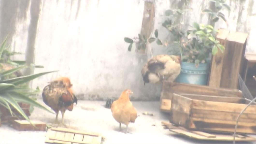 有雞受困在天王星頂樓。（圖／TVBS）