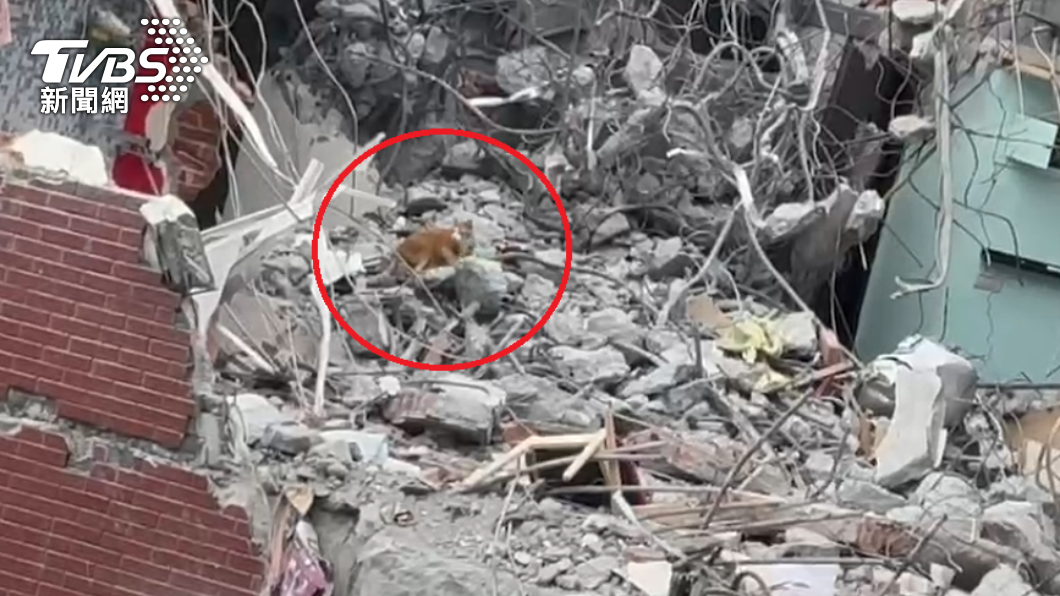 花蓮地震／康老師的貓出現了！瓦礫堆中「無助探頭」