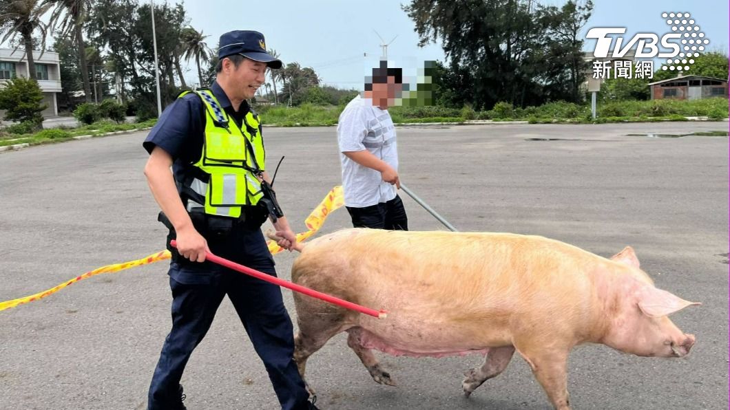 Pig on the loose: Yunlin police’s unusual day herding a sow (TVBS News) Pig on the loose: Yunlin police’s unusual day herding a sow
