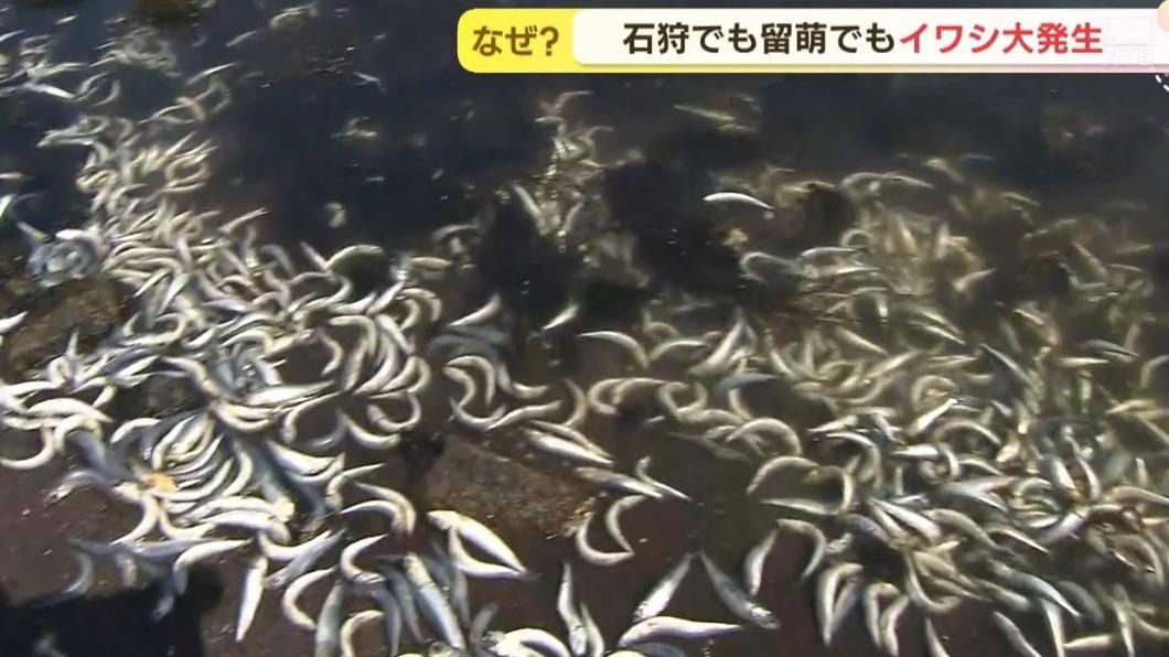 大量沙丁魚聚集被沖上岸（圖／翻攝自日本HTB北海道新聞截圖）
