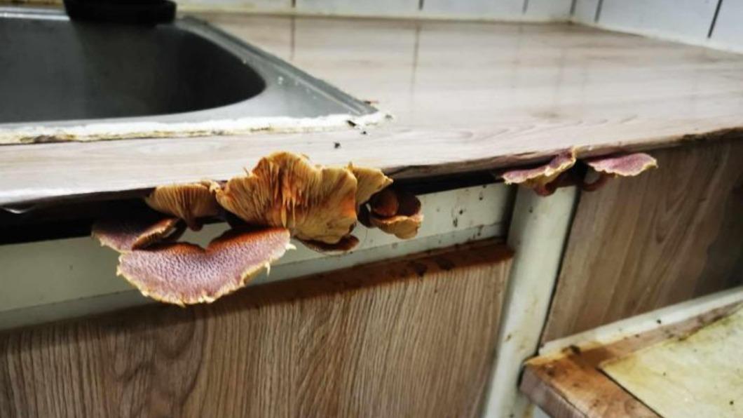 廚房流理台邊緣長出大朵蕈菇。（圖／翻攝自當事人臉書）