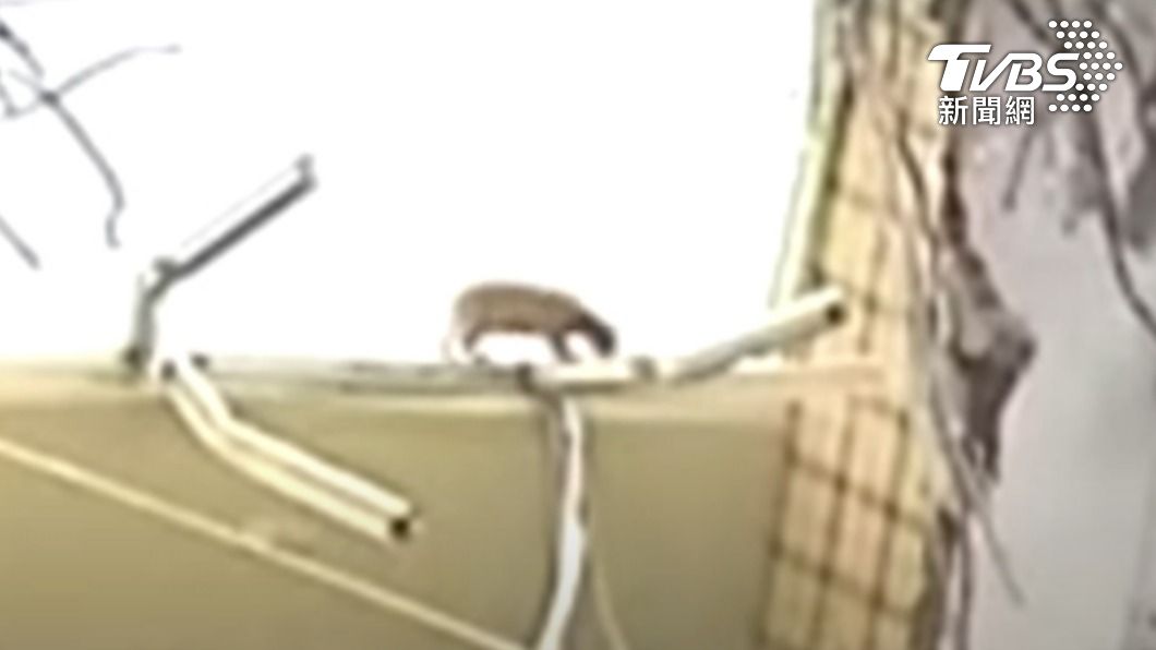貓出現在頂層跳上跳下。(圖/TVBS)