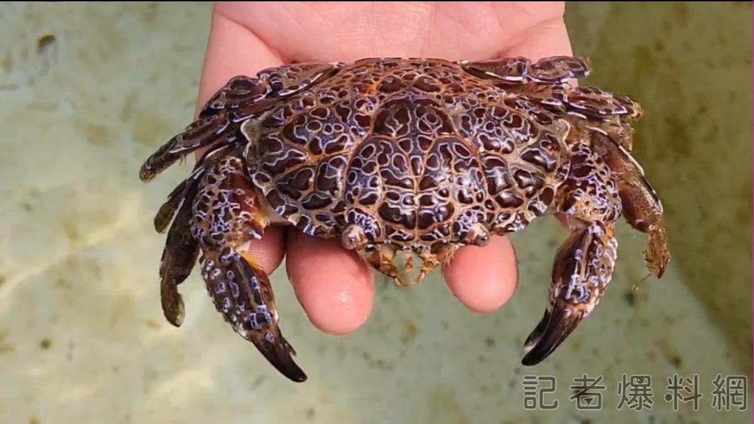 世界最毒螃蟹繡花脊熟若蟹在澎湖海域出現。（圖／翻攝自記者爆料網）