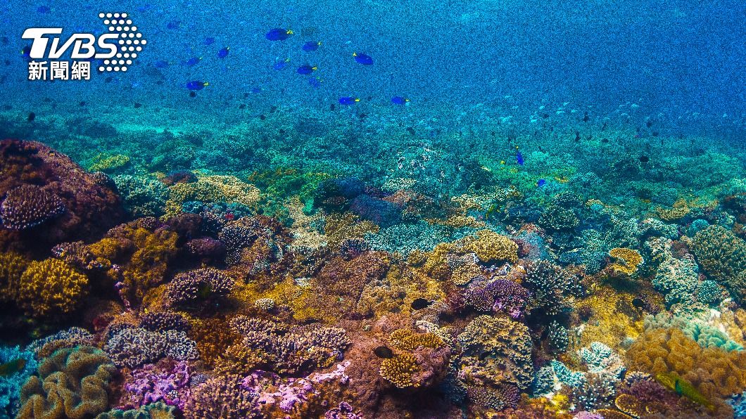 大堡礁正經歷有史以來最嚴重白化現象。（示意圖／Shutterstock達志影像）