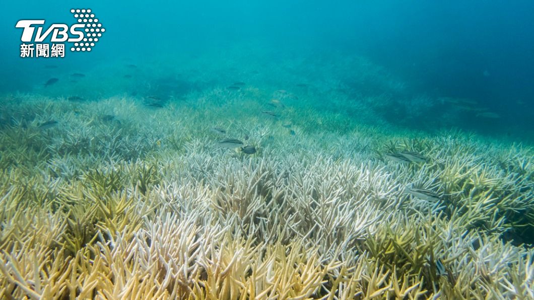 全球珊瑚礁再次遭受白化危機。（圖／達志影像美聯社）