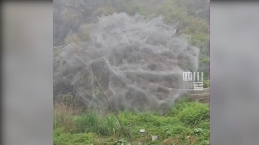中國大陸福建泉州一夜冒「巨幅蜘蛛網」。（圖／翻攝自《瀟湘晨報》）