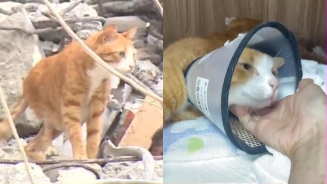 康老師的貓從天王星大樓獲救後，在動物醫院住院。（圖／TVBS、翻攝自高橋動物醫院臉書）