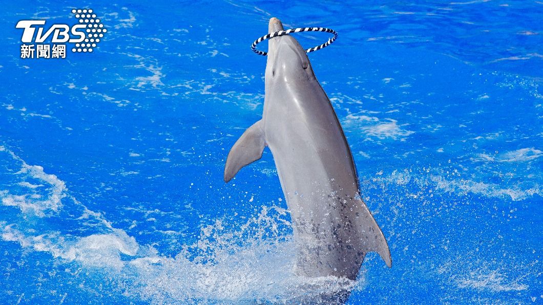 動物團體稱巨濟海洋世界強迫生病海豚表演。（示意圖／shutterstock 達志影像）