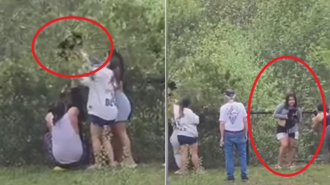 美國北卡羅萊納州有民眾為了拍照，竟將樹上的數隻小熊拉下來。（圖／翻攝自YouTube@WLOS News 13）