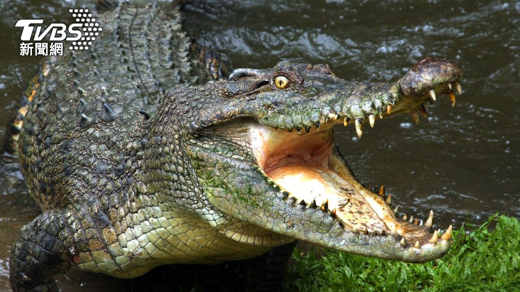 澳洲發生鱷魚咬死人的事件。（示意圖／shutterstock 達志影像）